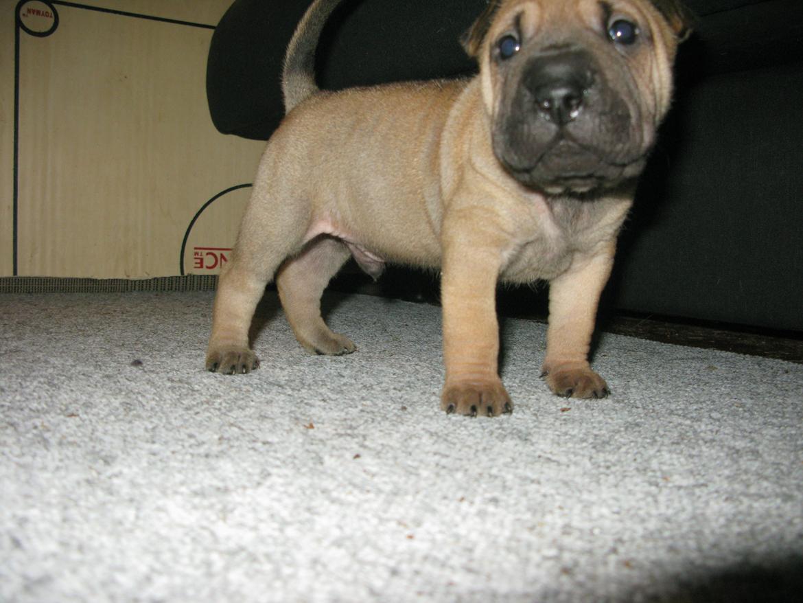 Shar pei Royal billede 2