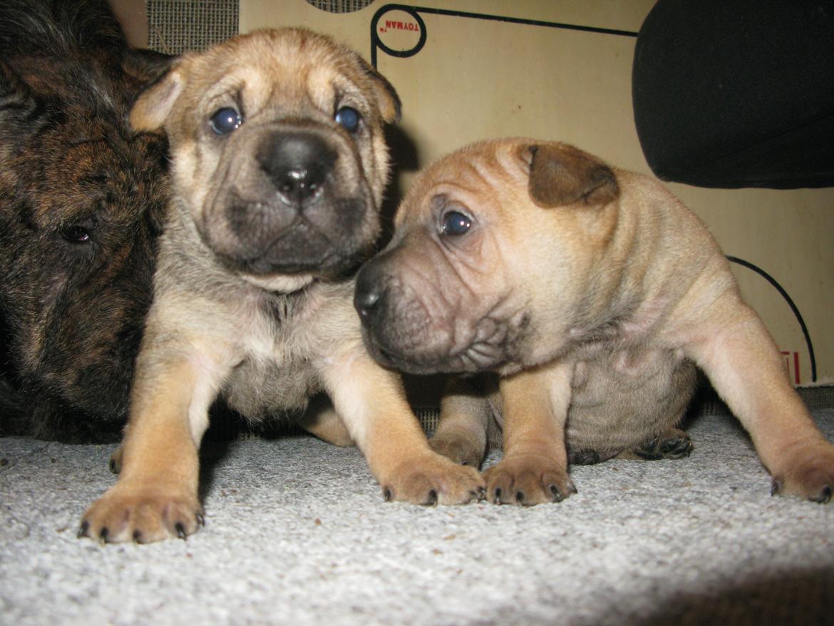 Shar pei Royal billede 4