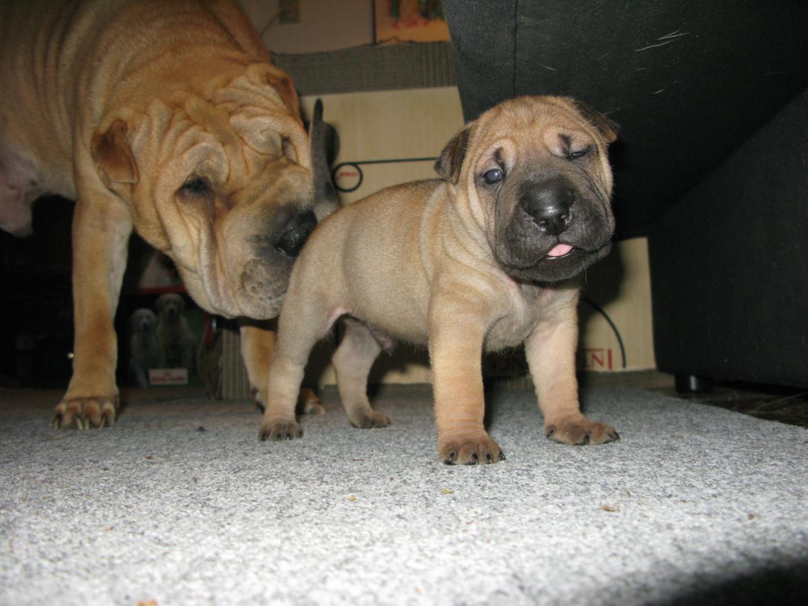 Shar pei Royal billede 3