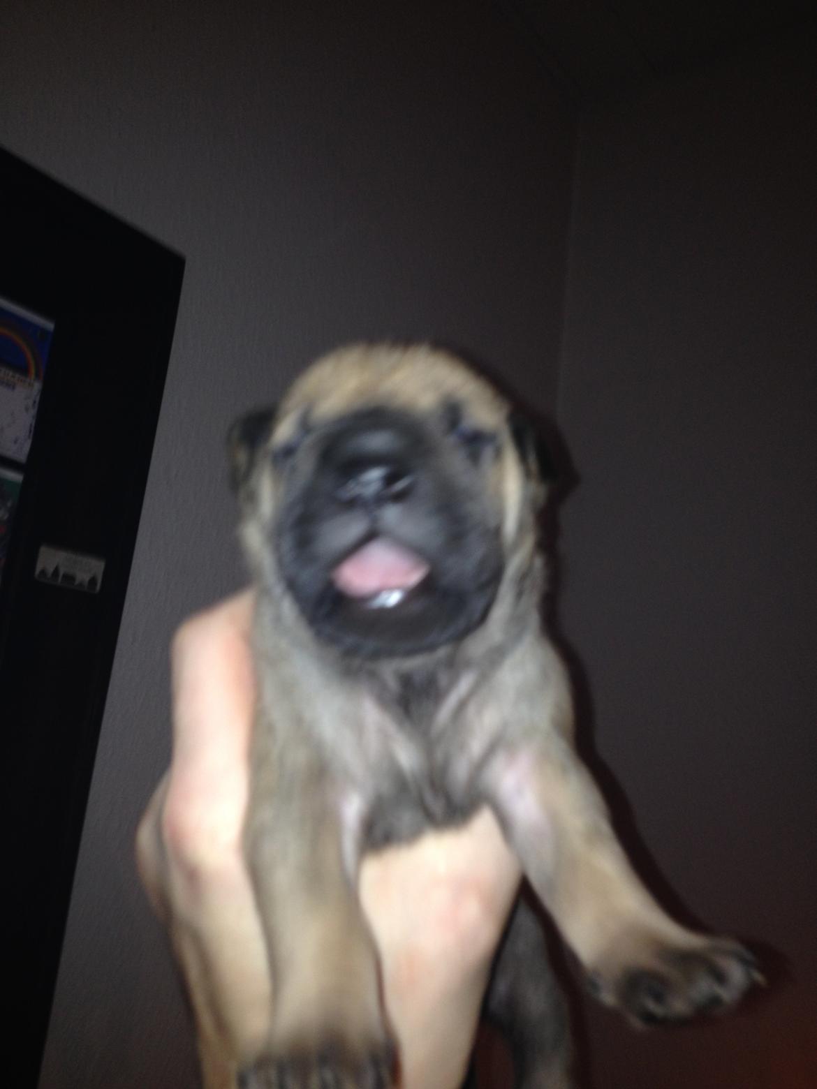 Shar pei Royal billede 5