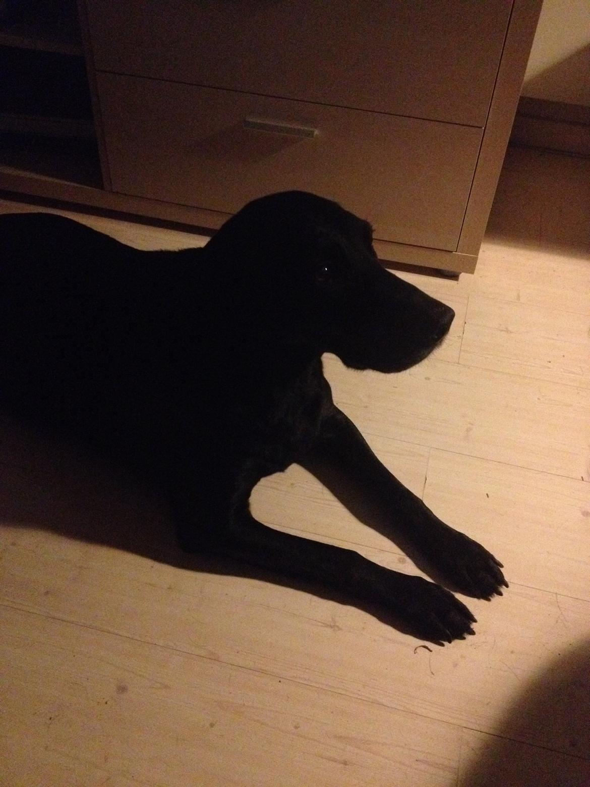 Blanding af racer Tøsen billede 25