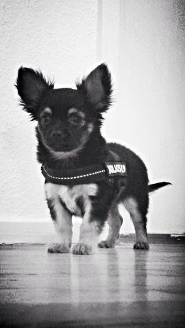 Chihuahua Milo billede 9