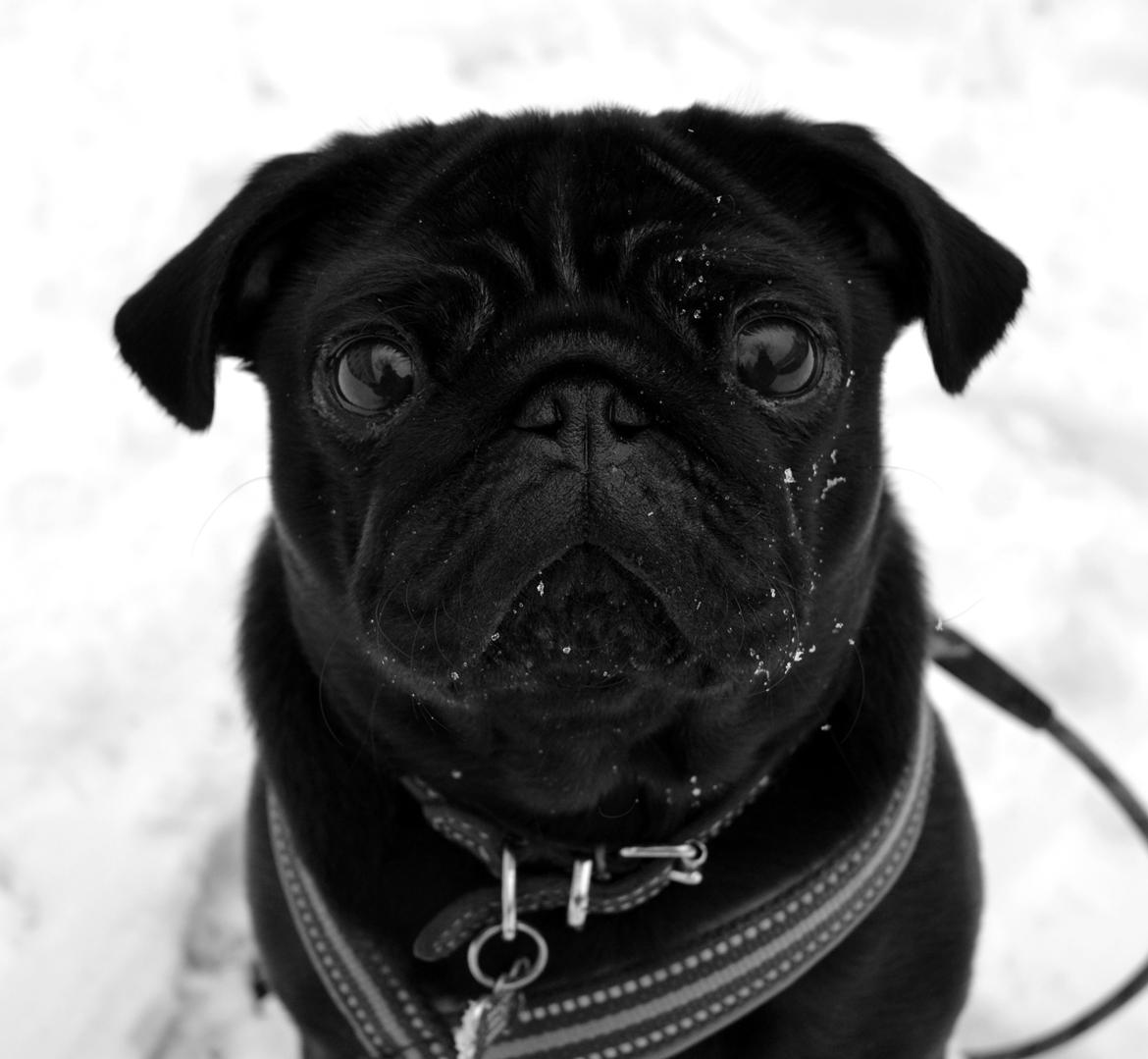 Mops Berta billede 10