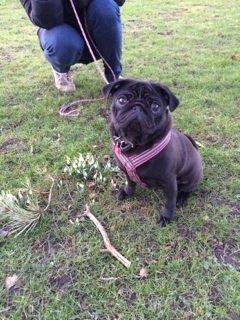 Mops Berta billede 17