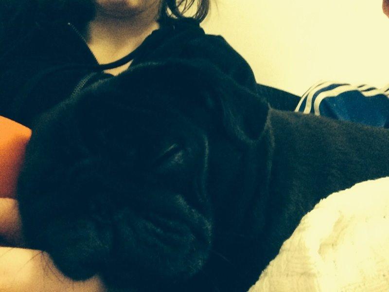 Mops Berta billede 20