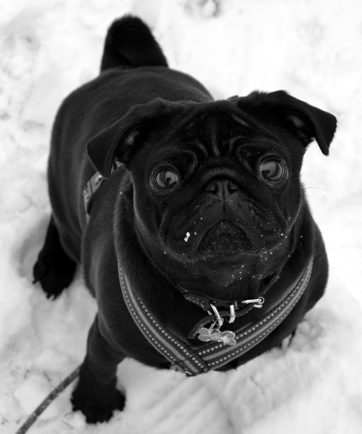 Mops Berta billede 9