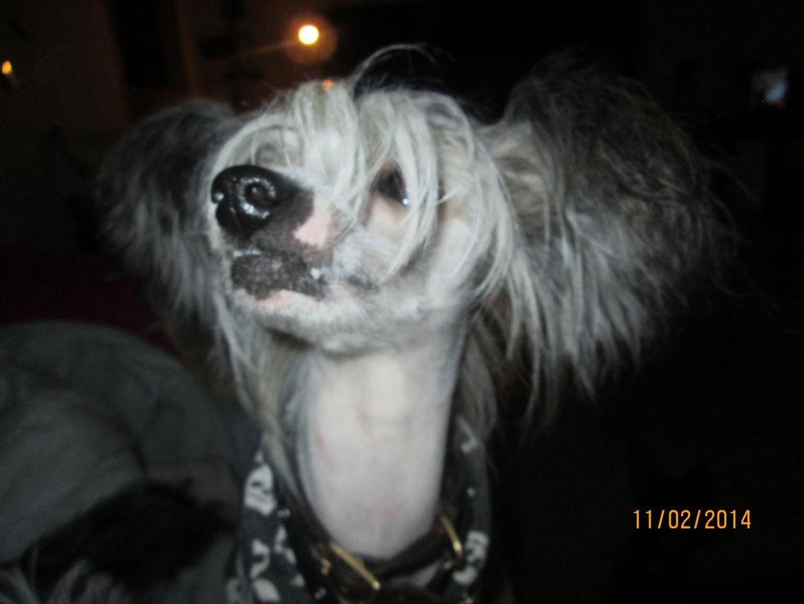 Chinese crested hårløs Nico billede 2
