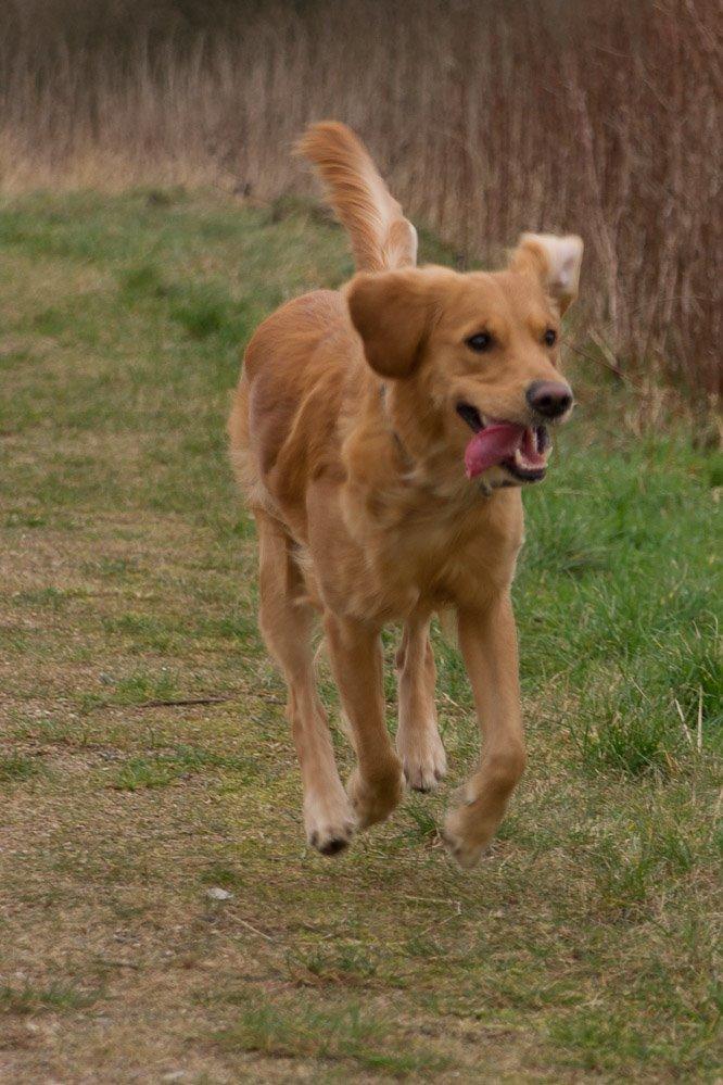 Golden retriever Rosemosegårds Celica - Clara - Flyvende tungeslasker! billede 15
