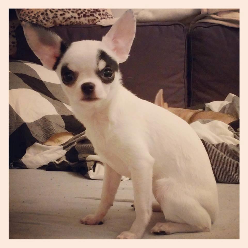 Chihuahua Miszja - Missekatten 4 måneder <3 billede 18