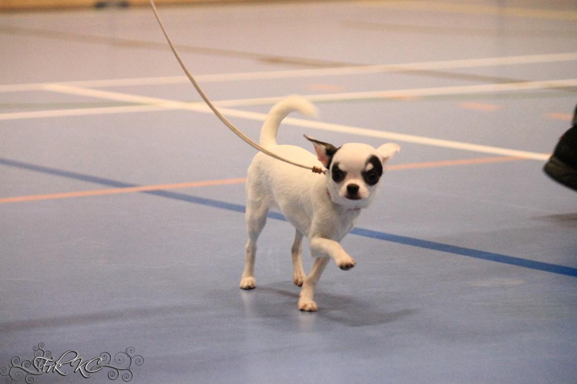 Chihuahua Miszja - Miszja til udstilling den 15/2-2014 <3 billede 19