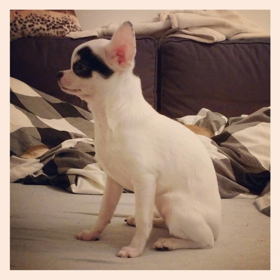 Chihuahua Miszja - Missekatten 4 måneder <3 billede 20