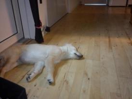 Blanding af racer bella billede 3