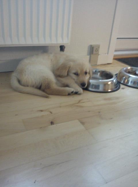 Blanding af racer bella billede 4