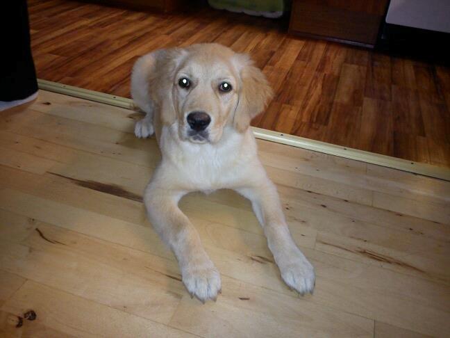 Blanding af racer bella billede 2