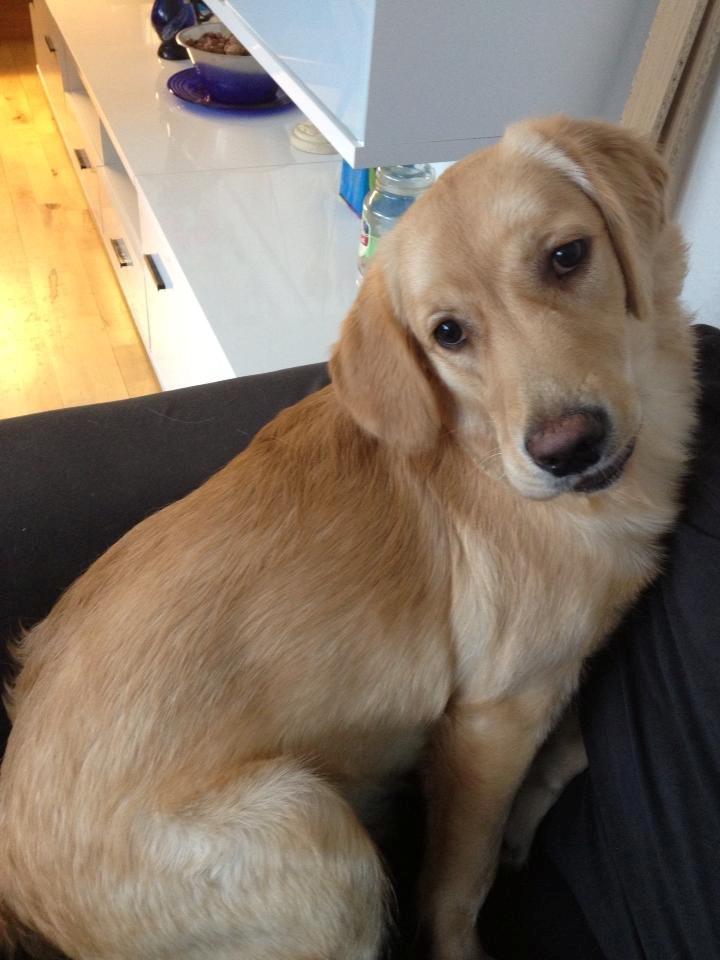 Blanding af racer bella billede 5