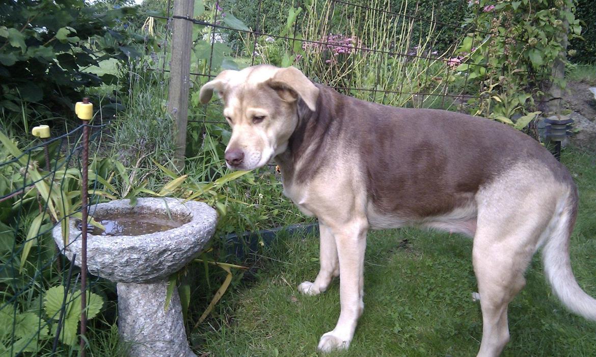 Blanding af racer trunte billede 2