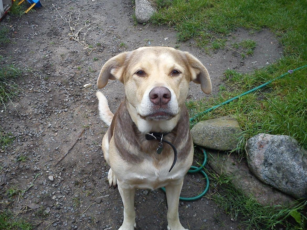 Blanding af racer trunte billede 3