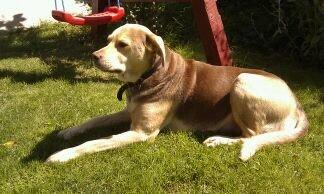 Blanding af racer trunte billede 4