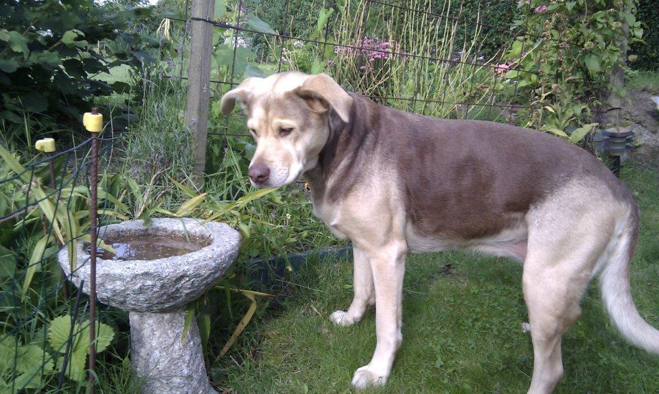 Blanding af racer trunte billede 5