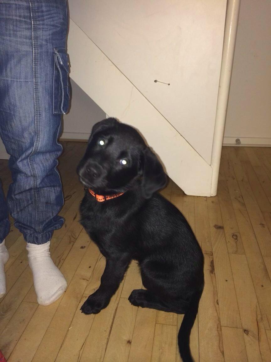 Blanding af racer sofus billede 6