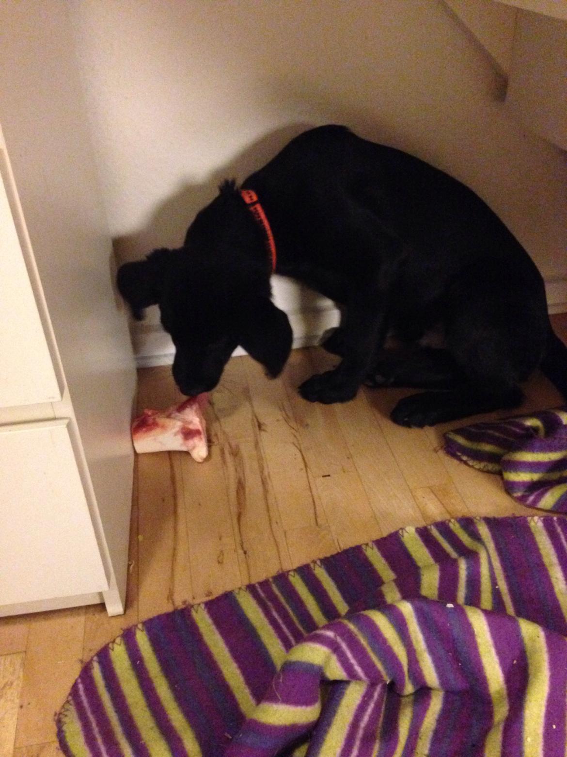 Blanding af racer sofus billede 7