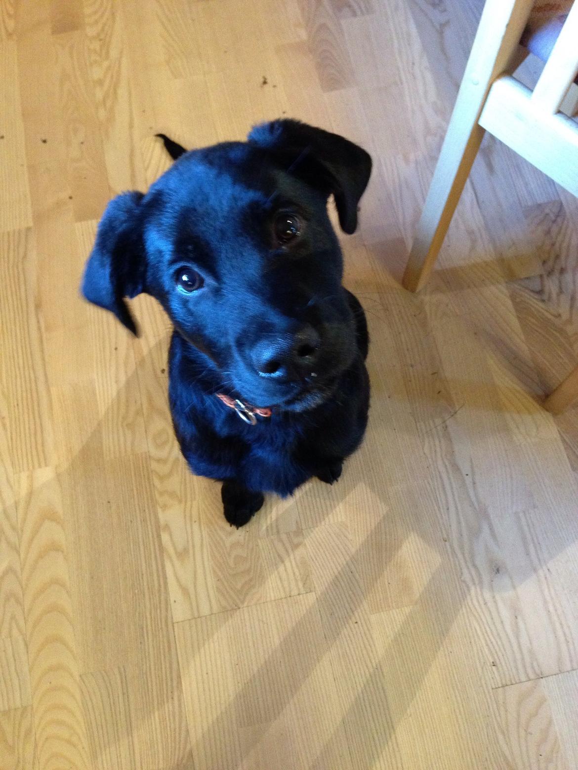 Blanding af racer sofus billede 9