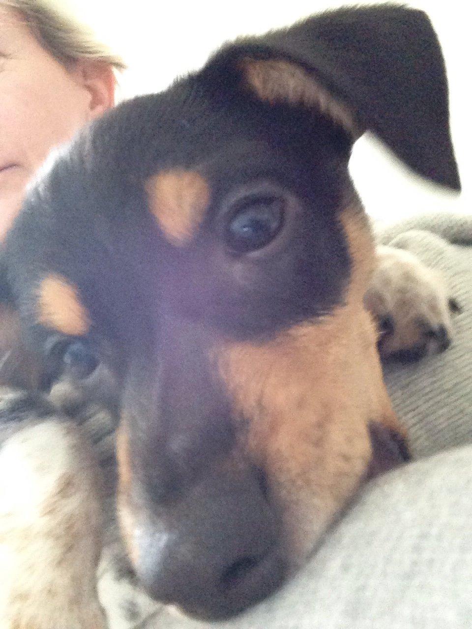 Dansk svensk gaardhund Balou billede 26