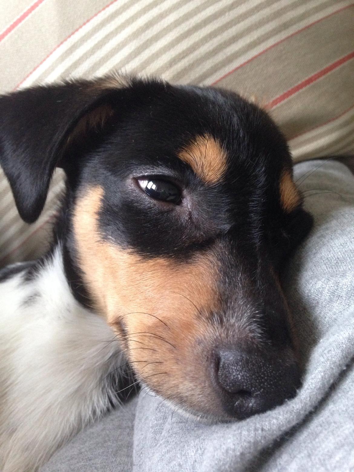 Dansk svensk gaardhund Balou billede 27