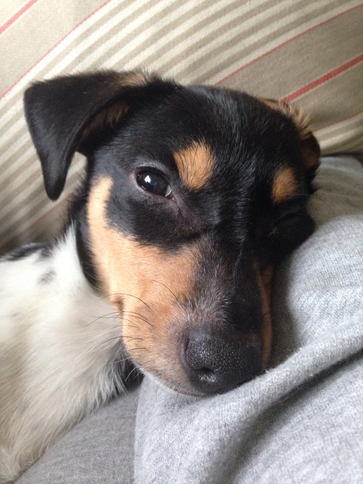 Dansk svensk gaardhund Balou billede 28