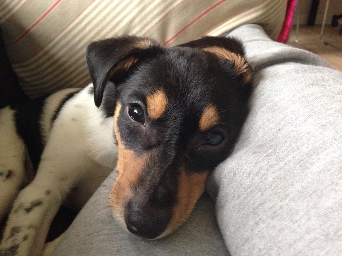 Dansk svensk gaardhund Balou billede 29