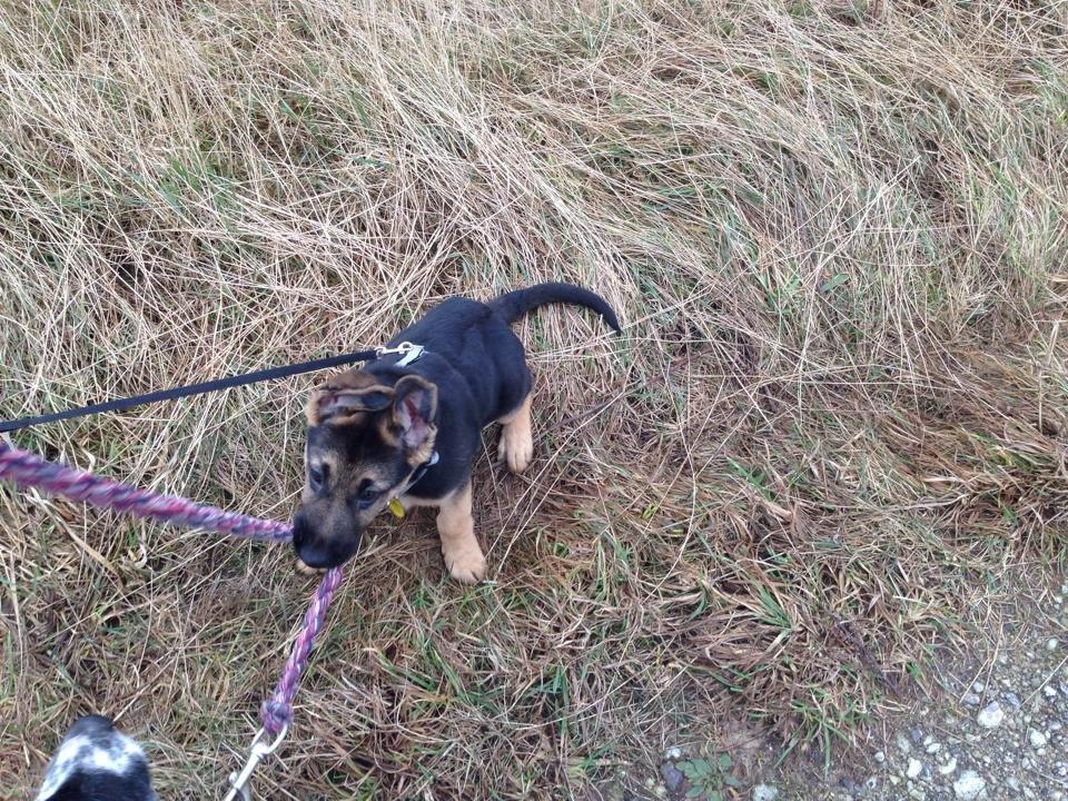 Schæferhund Rico billede 7