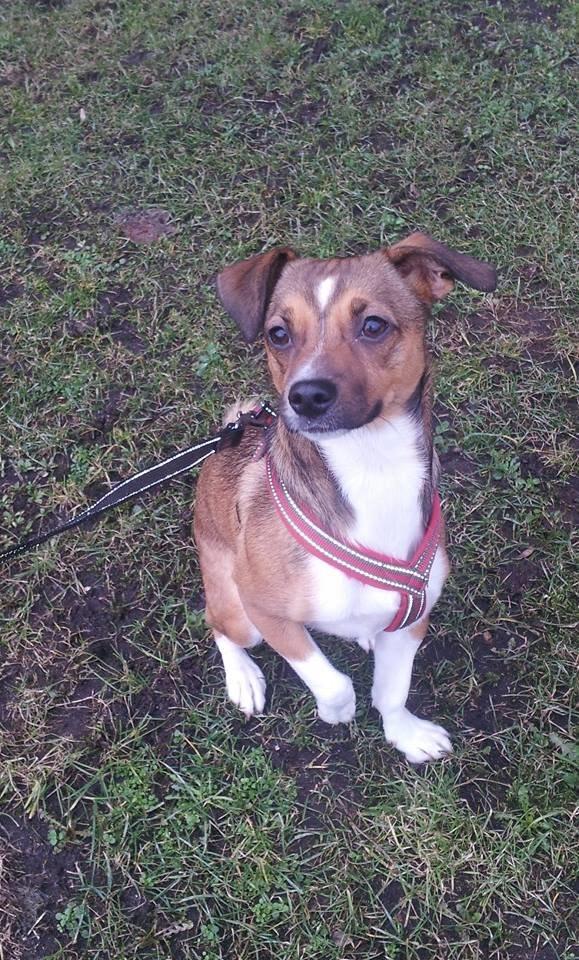 Blanding af racer coco - min fine prinsesse :-) billede 16