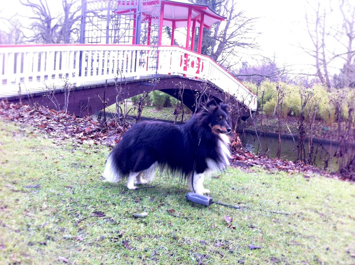Shetland sheepdog Jessie - Frederiksberghave billede 15