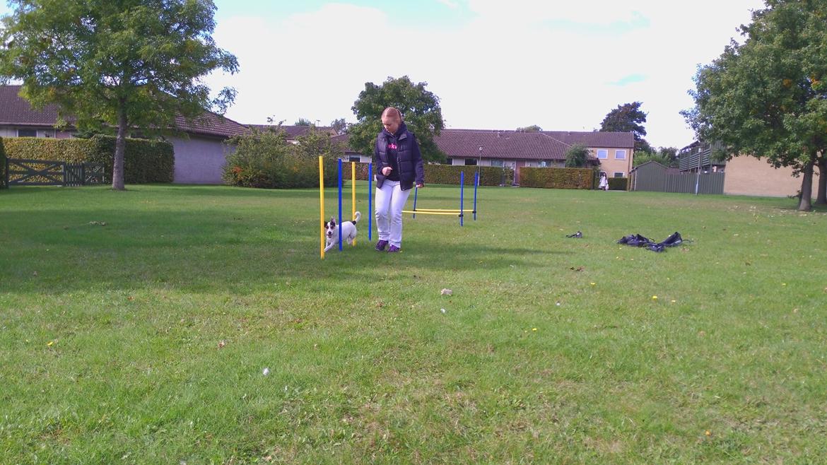 Jack russell terrier Eddie (højt elsket og savnet ) billede 15