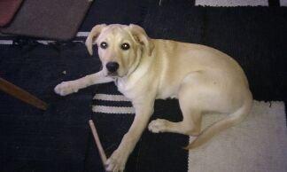 Blanding af racer cosmo billede 1