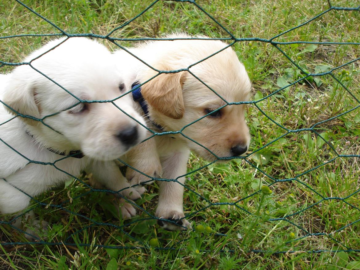 Blanding af racer cosmo billede 3