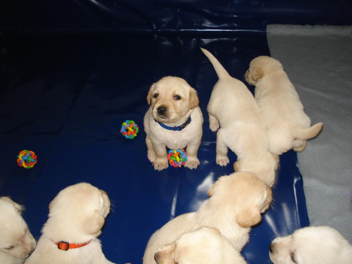 Blanding af racer cosmo billede 4