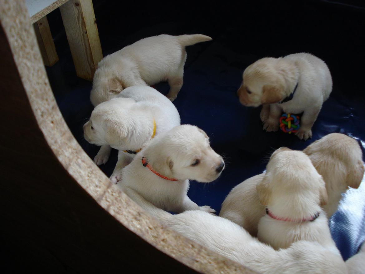 Blanding af racer cosmo billede 5