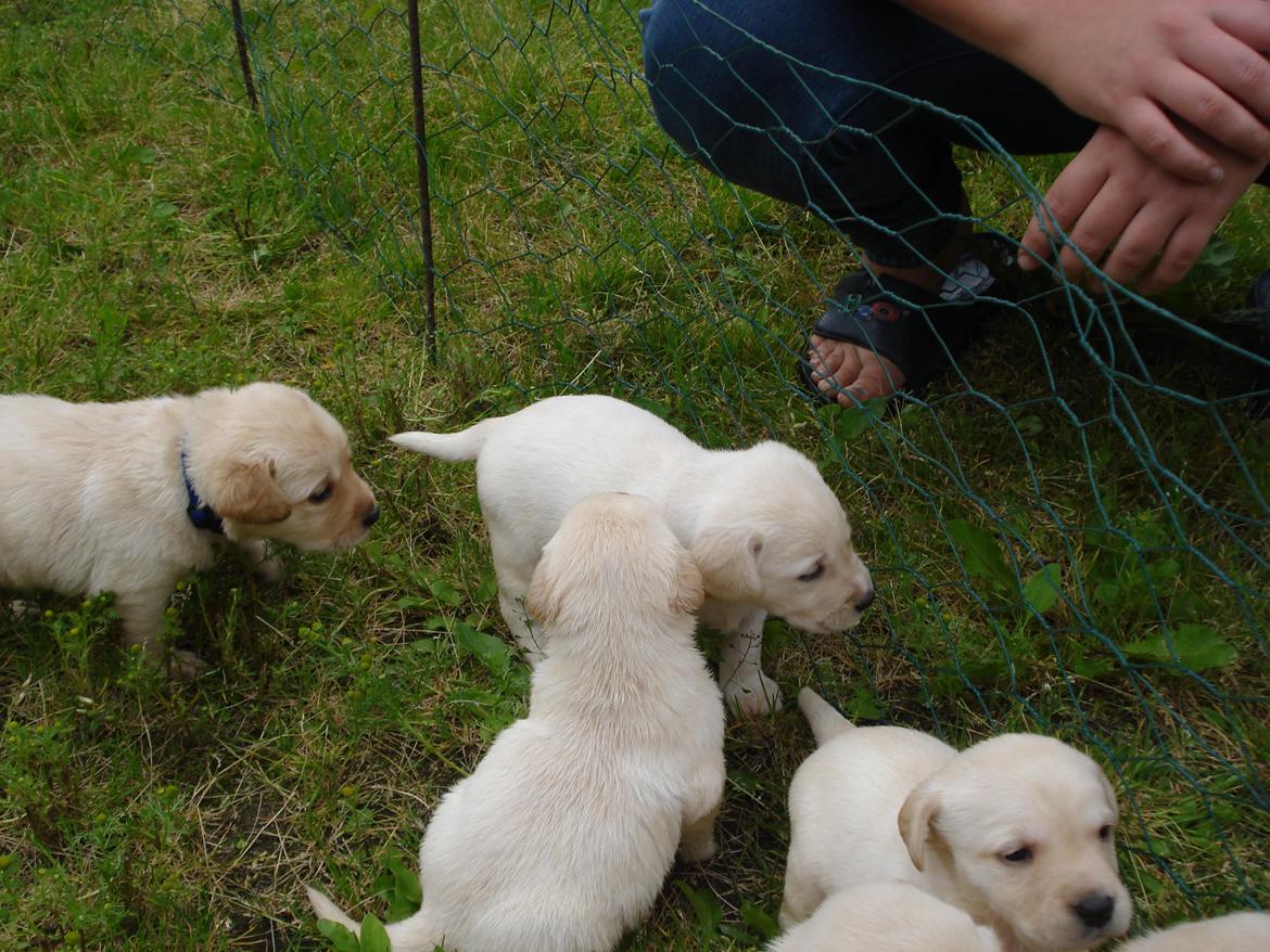 Blanding af racer cosmo billede 6