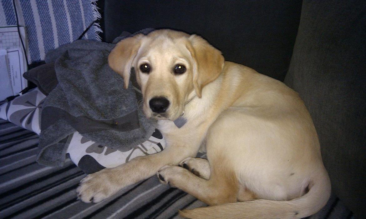 Blanding af racer cosmo billede 7