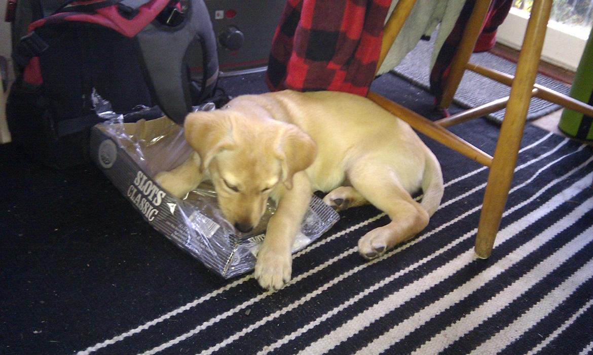 Blanding af racer cosmo billede 9