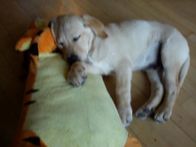 Blanding af racer cosmo billede 10