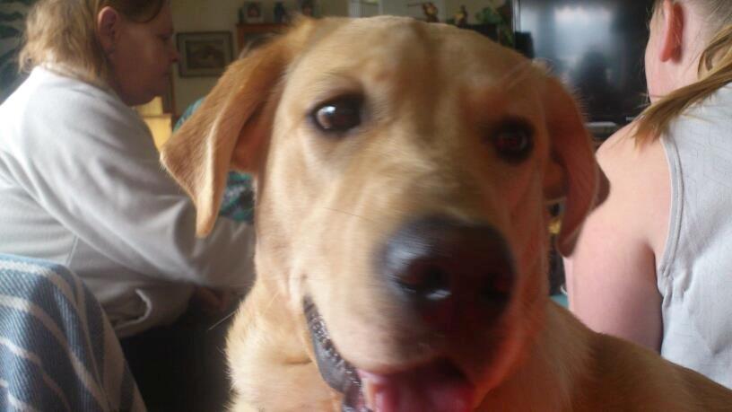 Blanding af racer cosmo billede 11