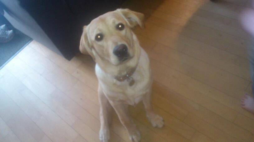 Blanding af racer cosmo billede 12