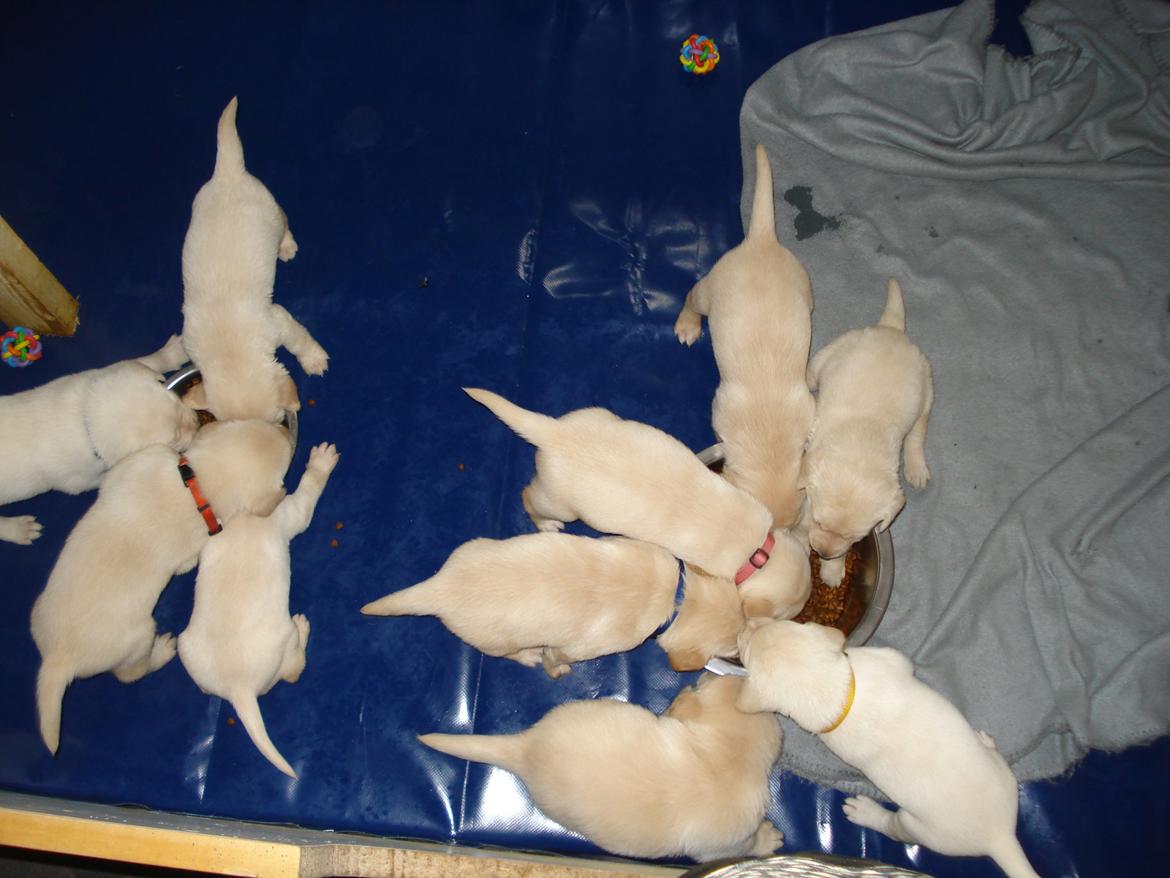 Blanding af racer cosmo billede 13