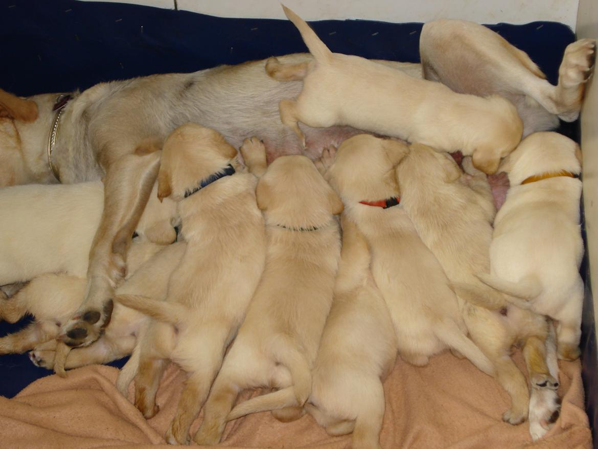 Blanding af racer cosmo billede 14