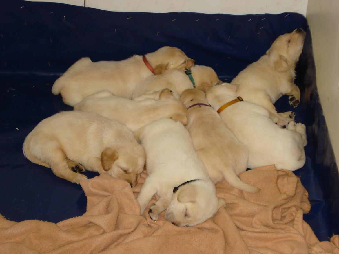 Blanding af racer cosmo billede 15