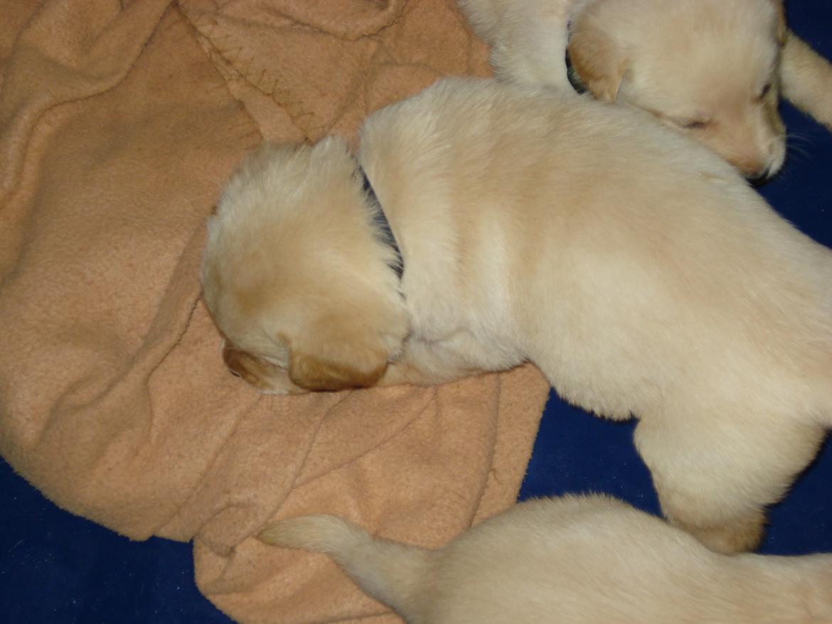 Blanding af racer cosmo billede 16