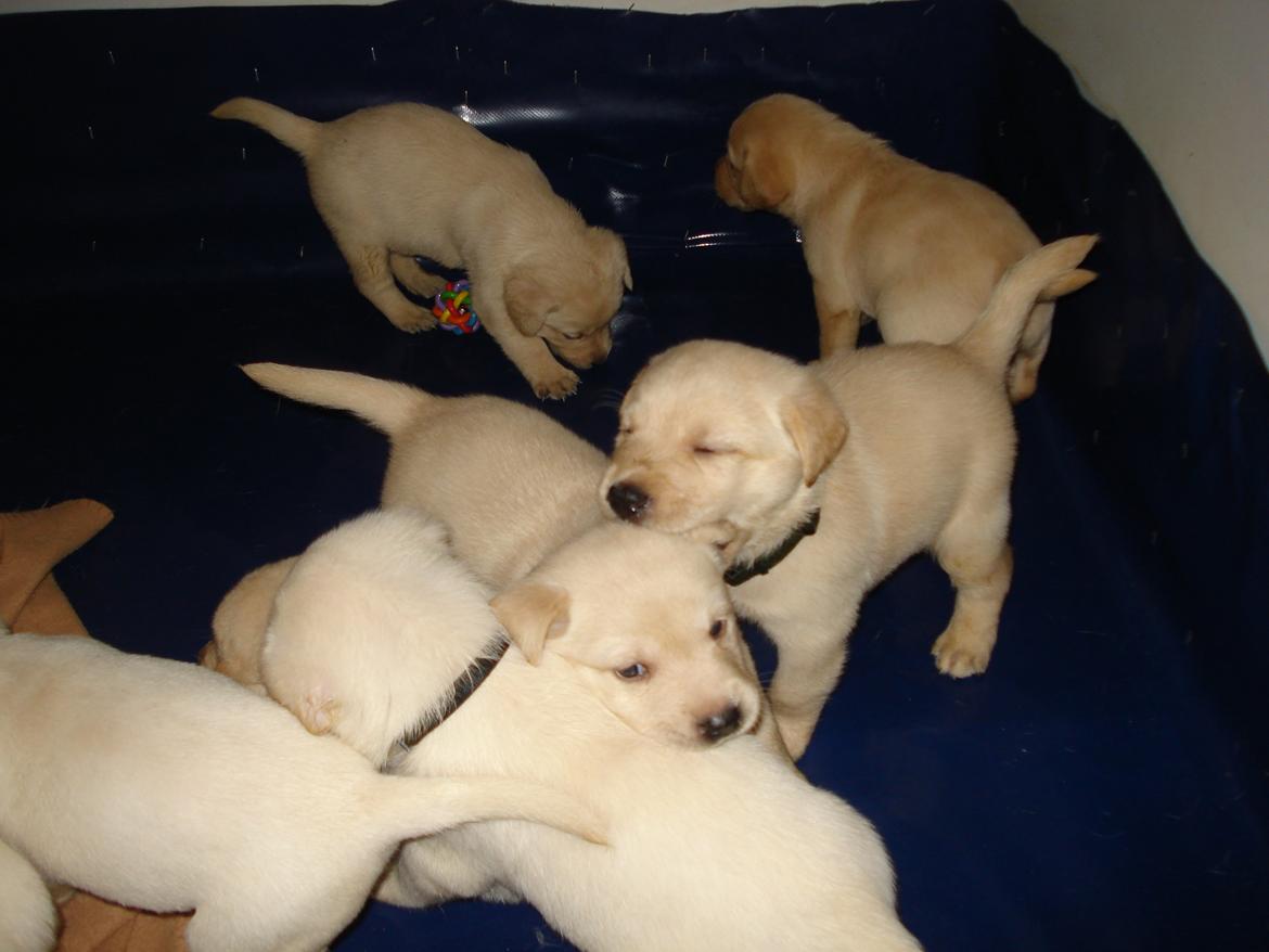 Blanding af racer cosmo billede 17