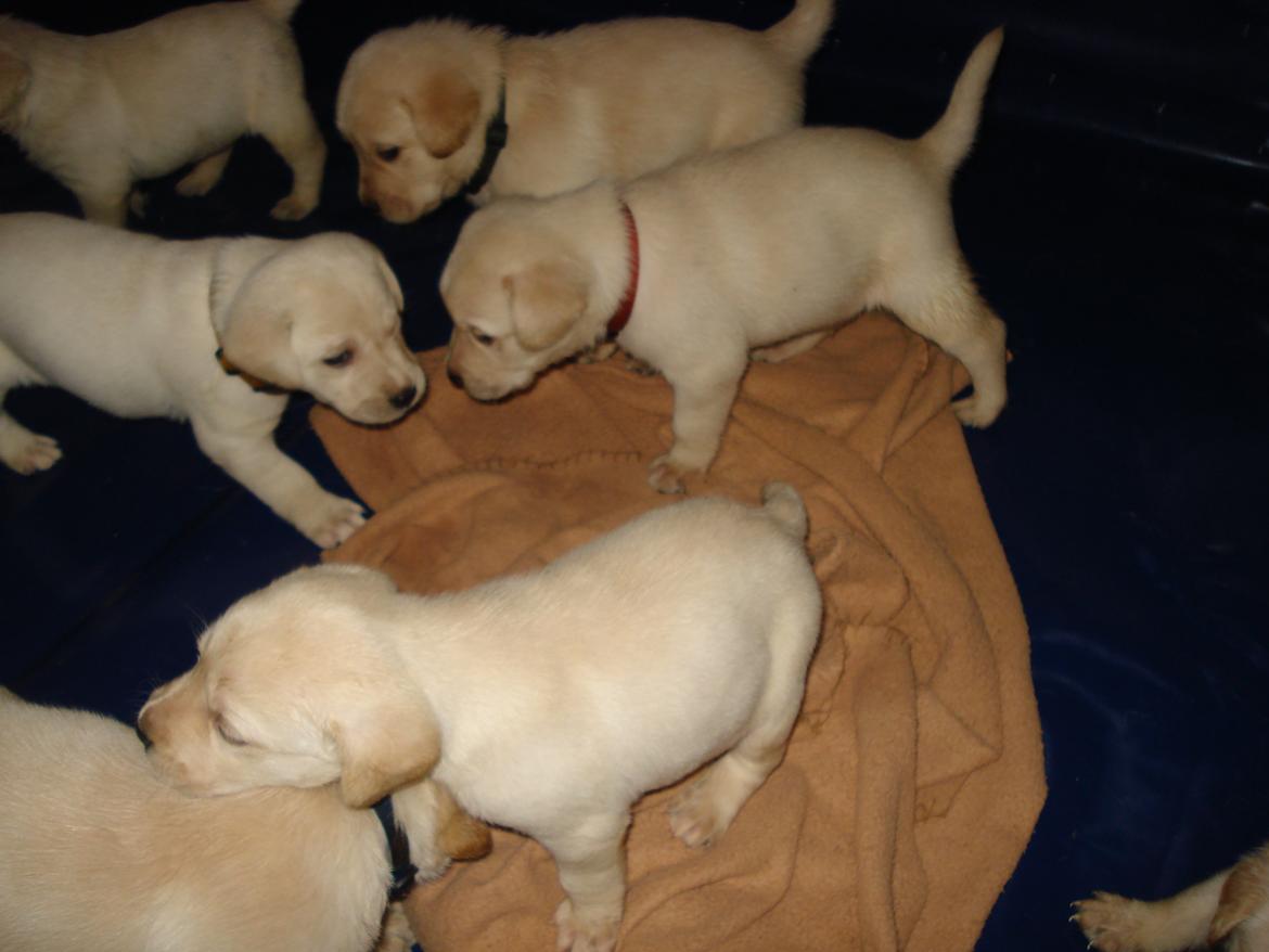 Blanding af racer cosmo billede 18